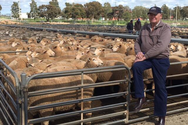 TOP PRICE: Vendor Mick Apps of “Hillcrest” at Ungarie is pictured with his pen of lambs which made the top money of $215 at Griffith on Friday. 