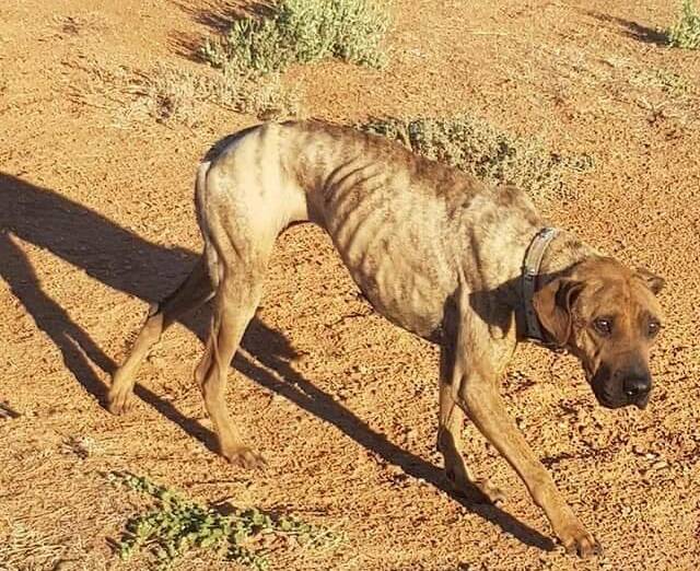 Jackie was skin and bone before she was rescued