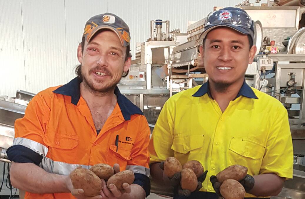 POTATO: Ted Morgan and Mohd Helmi work for The Mitolo Group. PHOTO: Contributed