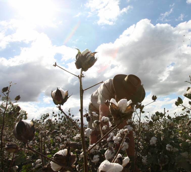 REMAIN VIGILANT: Cotton farmers have been urged to protect their crops from Phenoxy 2,4-D spray drift and prevent damage to neighbouring farms.