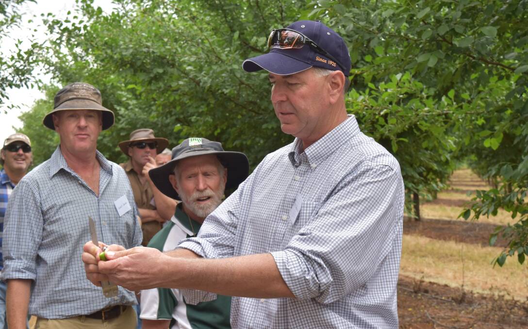 BENEFITS OF THINNING: California prune grower Joe Turkovich talks to growers ta the Bilbul orchard of Flavio Salvestro and Jade.