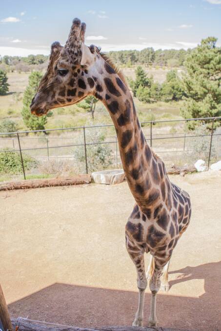 ESCAPE ARTIST: A five-metre giraffe has escaped from Altina Wildlife Park.