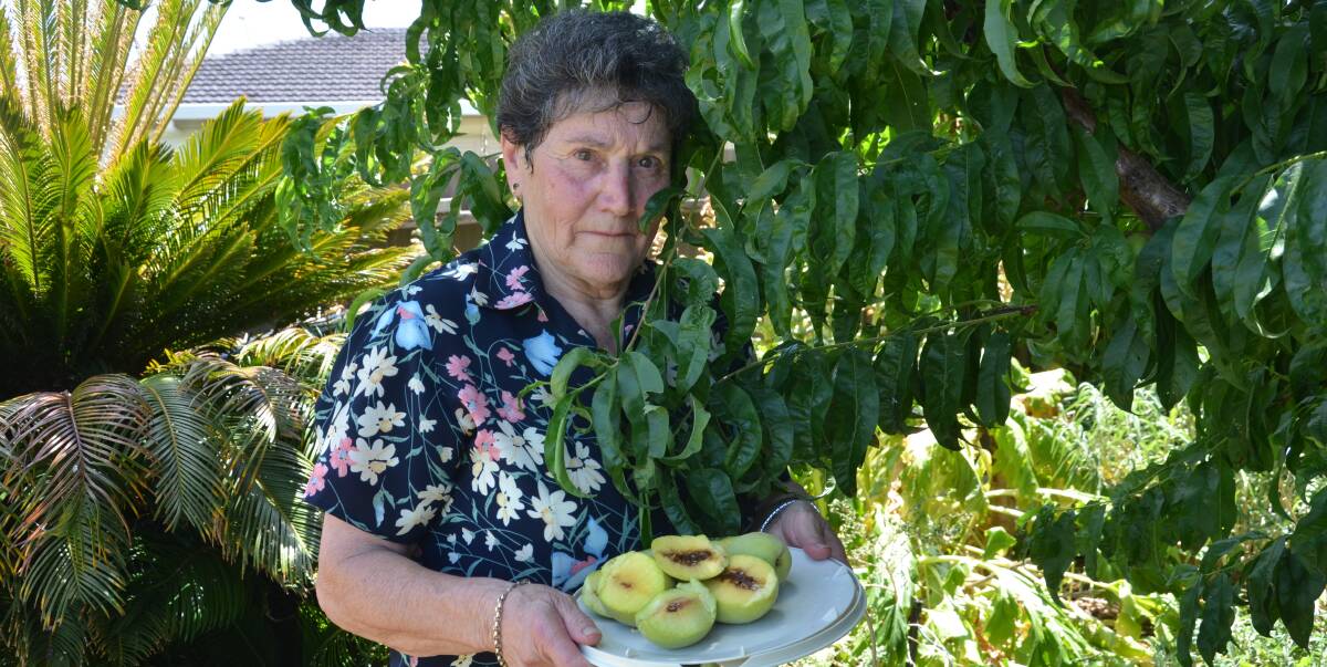 FRUIT FLY: Fran Pietroboni says support from the Department of Agriculture and council is needed to help combat fruit fly after the onus was put on residents. PHOTO: Rebecca Hopper