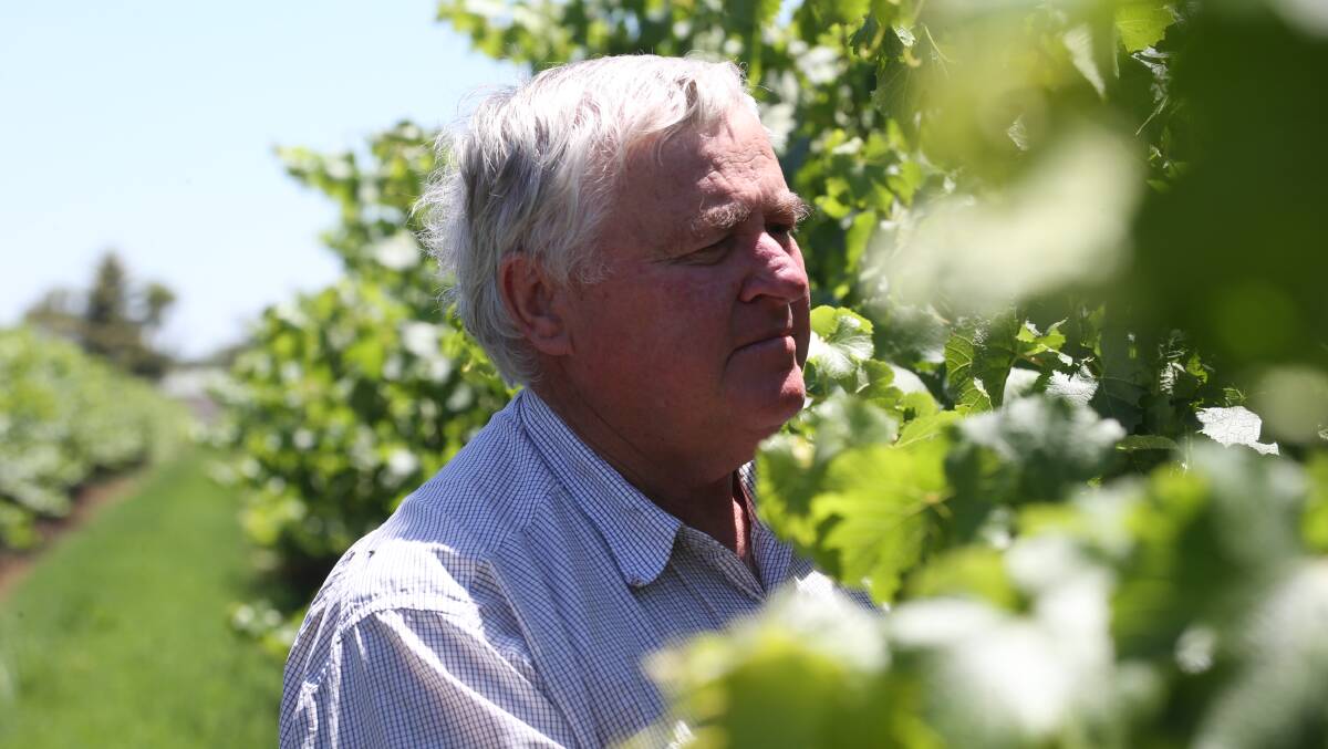 Grape grower and Chairman of the Riverina Wine Grape Marketing Board Bruno Brombal is predicting a good harvest for growers.