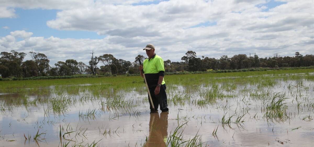 UNDER WATER: Mark Chinnery stands in a submerged paddock of oats. Picture: Anthony Stipo.