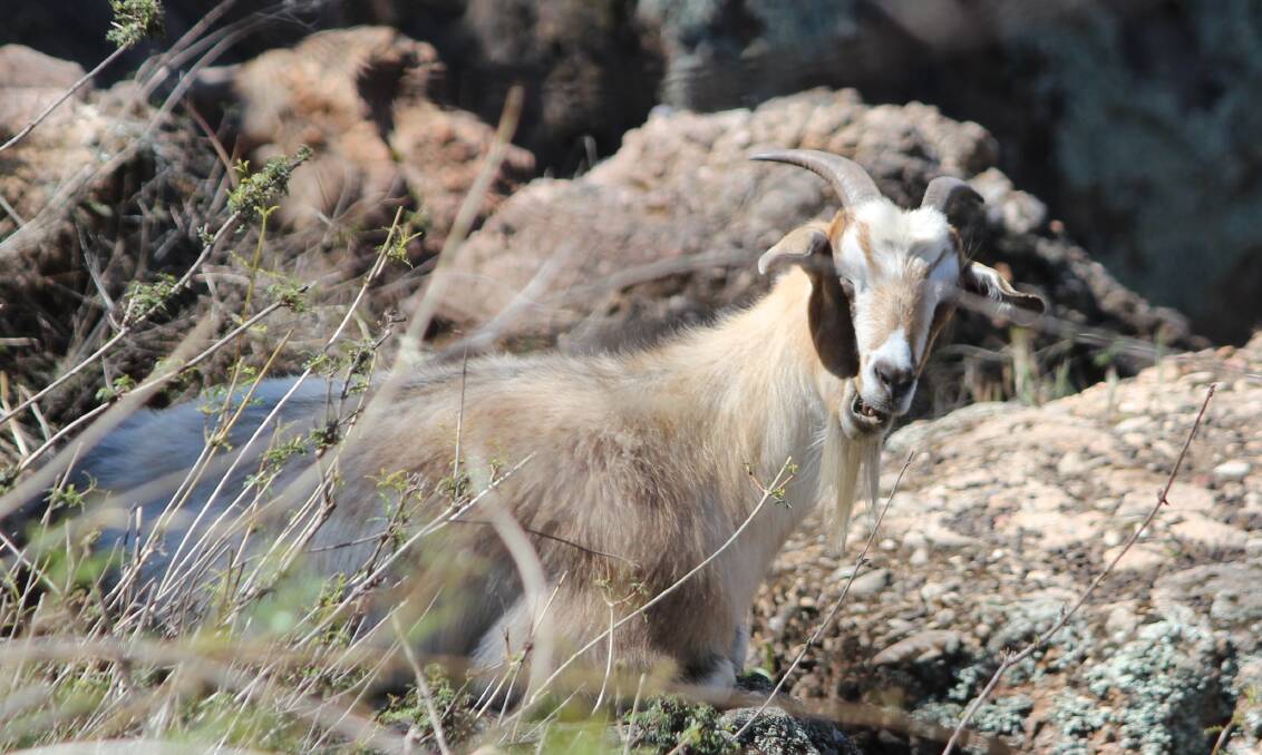 Residents come forward to help protect the Scenic Hill goats