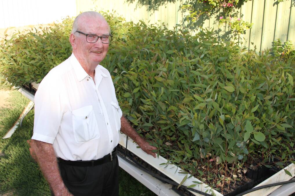 RETIRED Wagga priest Fr Jim McGee has propagated a eucalyptus tree discovered by and named for the diocese's first bishop, Joseph Dwyer, for the centenary.