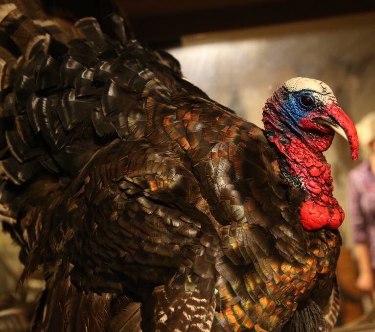 PICTURE PERFECT: Cassandra's much loved Gobble the turkey.