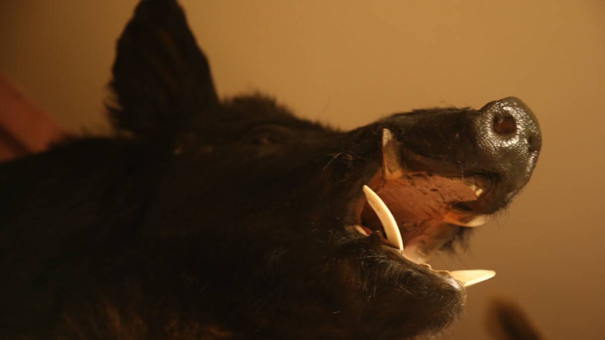 Some of Cassandra Hill's business Tusky Taxidermy examples. 