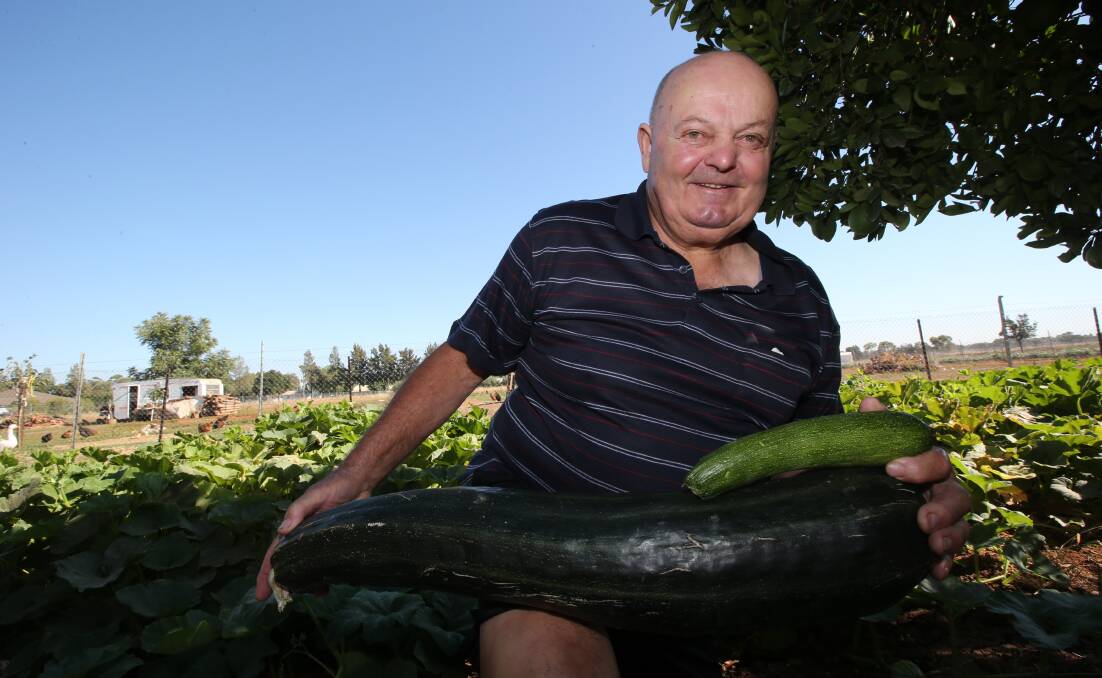 Gino Farronato grows colossal zucchini | photos, video