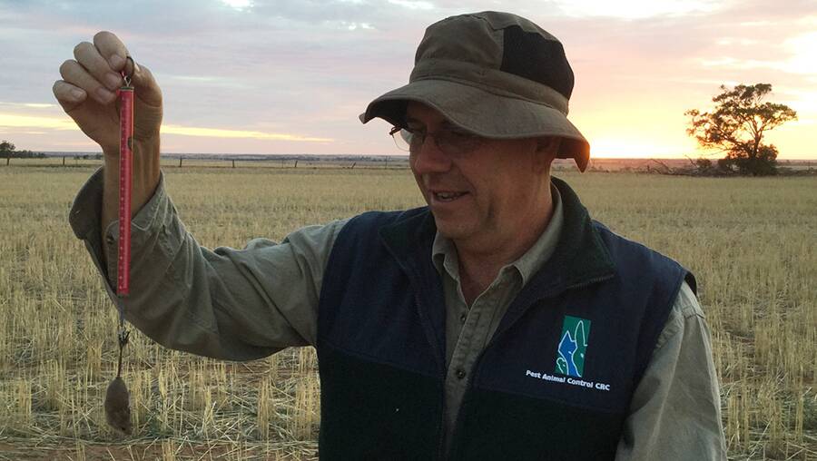 CSIRO researcher Steve Henry said given the seasonal conditions growers needed to be checking paddocks for evidence of active burrows, rather than relying on mouse chew cards.