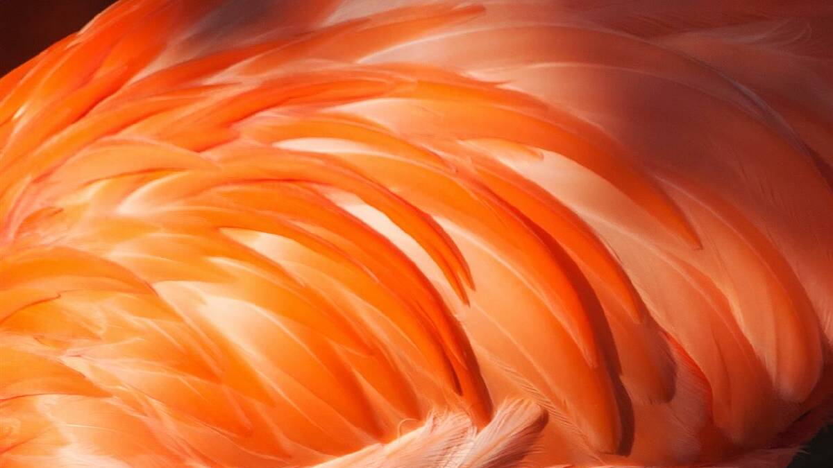 Flamingo feathers. Photo: iStock