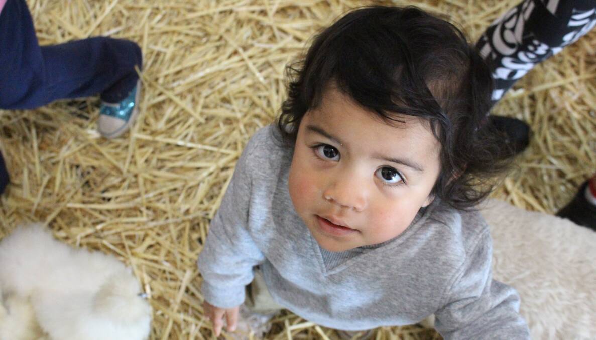 Dantae Jackson, 1, takes his eyes off the animals for a second to look up at the camera.