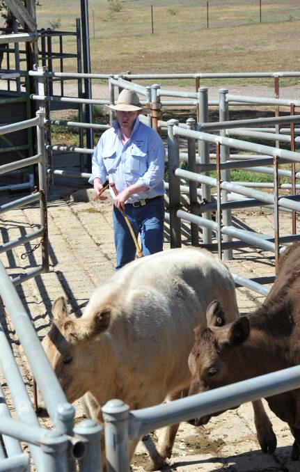 HERD THEM UP: Dan McGreal from Yenda Prods at the Cattle sale on Wednesday. Picture: Anthony Stipo.