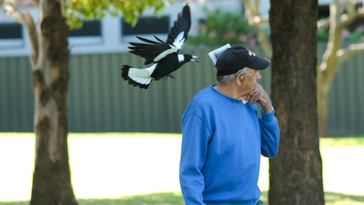 Magpie attack narrowly misses man's eye