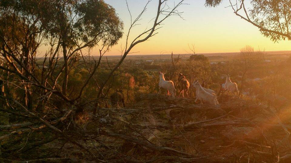 PESTS: Sonia Bulzomi weighs into the Scenic Hill goat culling, saying few goats eight years ago has swelled to over 30 goats destroying the bushland. PHOTO: Sonia Bulzomi