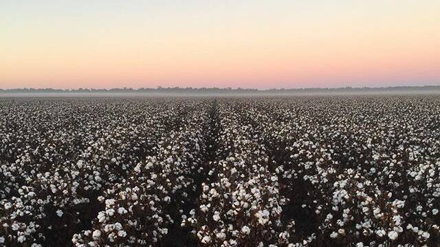 #GRIFFITH: @alex_bainbridge contributed this shot to a raft of cotton-themed pics and videos on social media in and around Griffith this week.