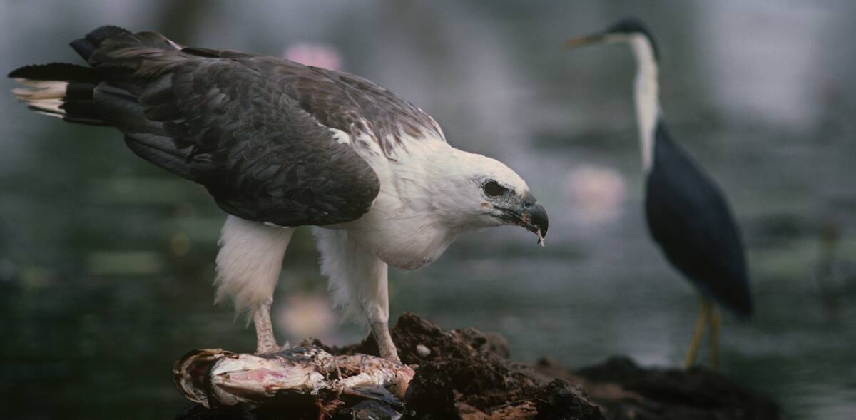 BIRD OF PREY: The white-bellied sea eagle is returning to Winton Wetlands. They frequent coastal areas but are known to edge inland for food. Picture: GETTY IMAGES