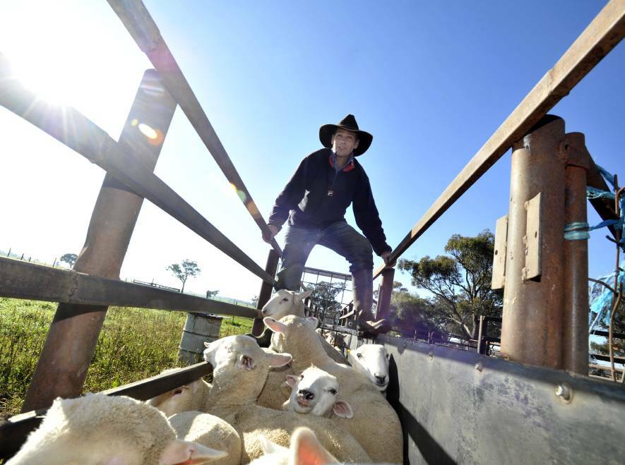INVESTIGATION: Detective Senior Constable Paul Clancy of the Cootamundra Police Rural Crime Investigation Unit with some of the sheep inspected on an Old Junee property in 2014. Picture: Les Smith