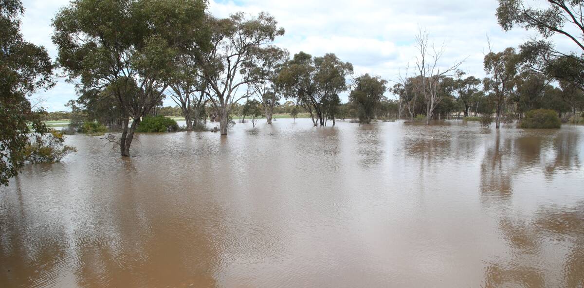 HARVESTING ISSUES: The rainfall that has caused flooding in the region will have an impact come harvest season. PHOTO: Anthony Stipo