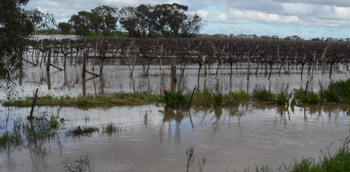 Overflowing: Vineyard that has been inundated with water from the Mirrool Creek after last Friday's rain event. Picture: Liam Warren 