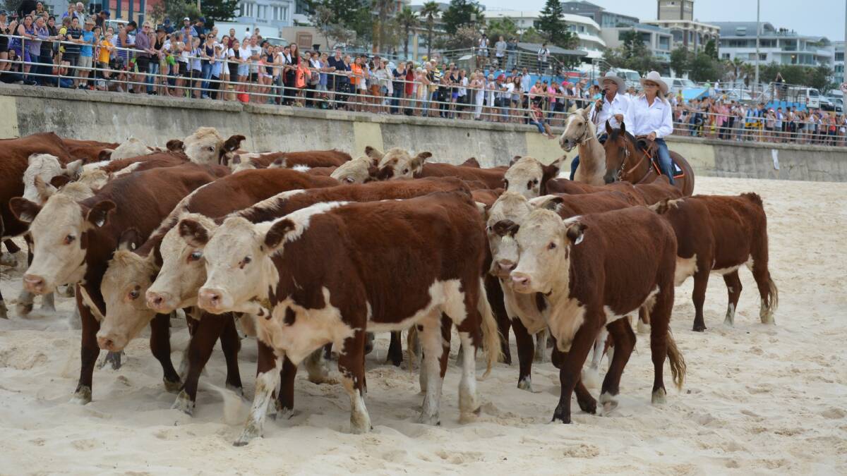 Action from the Herd of Hope cattle drive at Bondi Beach on March 17.