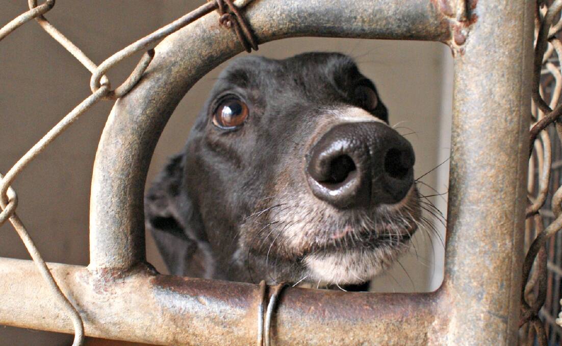 PUPPY DOG EYES: The statewide greyhound racing ban is still eliciting a reaction from readers.