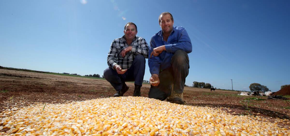 WINNERS: Brothers Rodney and Rowan Foster proved they know their way around a corn field. Picture: Anthony Stipo