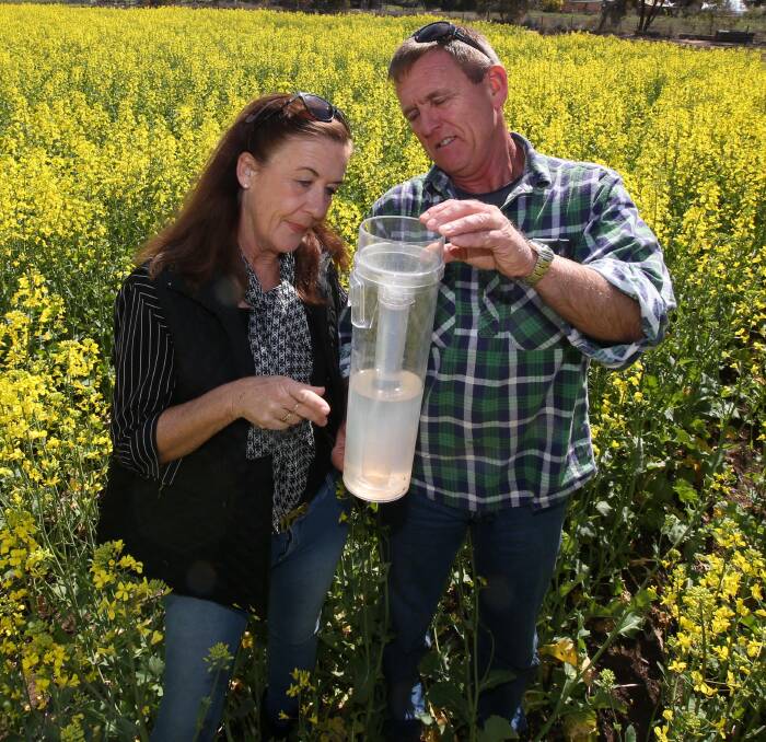 WELCOME RAIN: Murrami's Debbie and Stuart Buller are celebrating a good season due to the record rainfall. Picture: Anthony Stipo