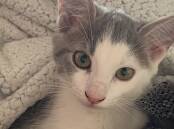 Little Freya is looking for a new home, along with her mum and siblings. Picture supplied