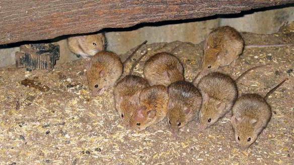 BE ALERT: Farmers have been urged to monitor mice activity on their properties before numbers reach plague proportions. 