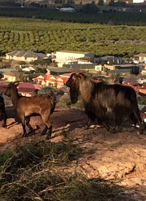 RETURN: Goats sighted once more on Scenic Hill. Picture: Stephen Mudd.