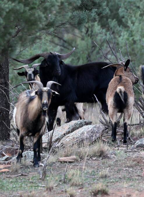 MENACE: Feral goats.