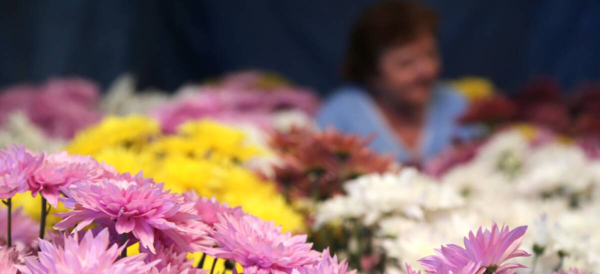 PRETTY PETALS: Flowers are planted every summer for the Mother's Day harvest. Picture: Anthony Stipo.