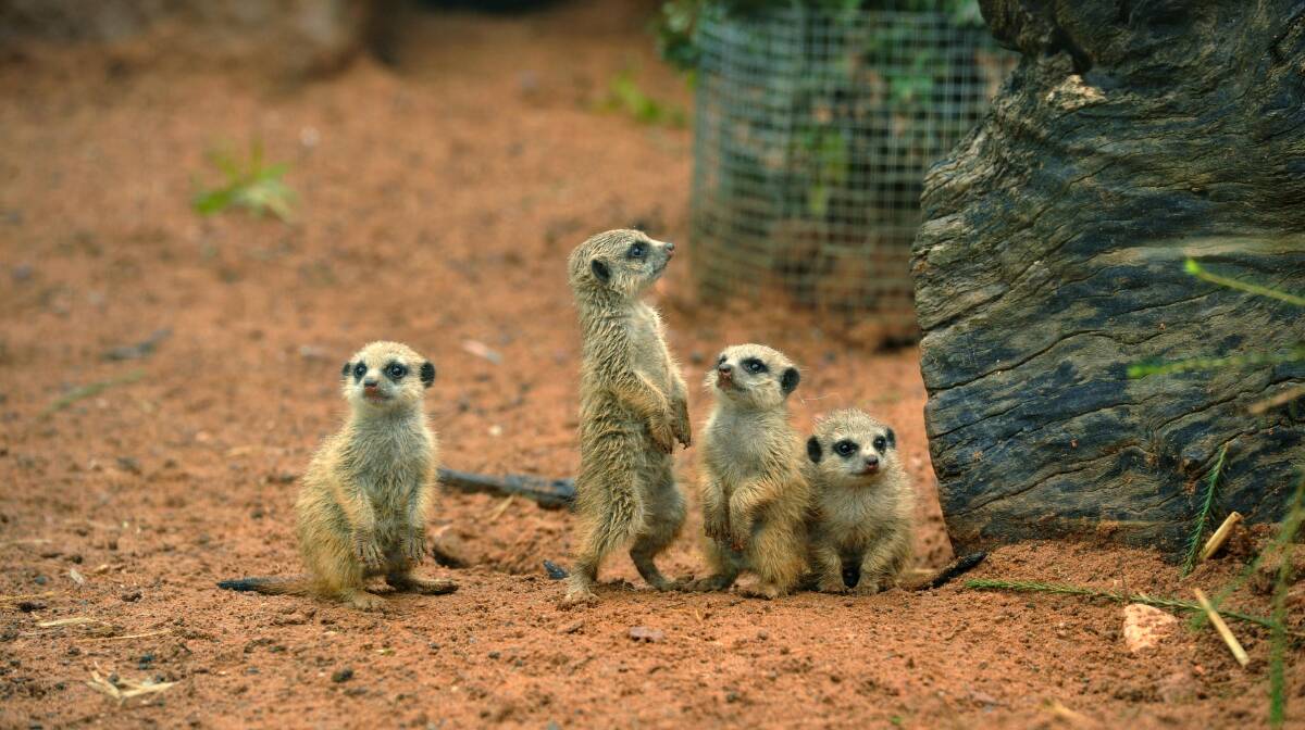 KITS: Altina Wildlife Park has welcomed four baby meerkats. Picture: Anthony Stipo.