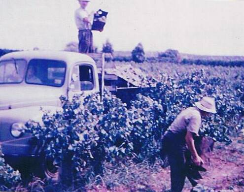 FARMING: Peter Sartor and his labourer Gigio harvest the grapes in the early days at Farm 654, Yoogali. Picture: Courtesy of Fran Pietroboni.