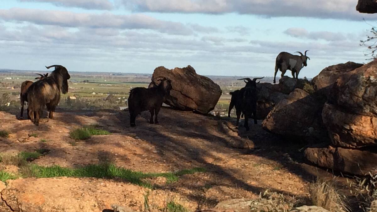 Feral goats again sighted on Scenic Hill. Pictures: Stephen Mudd.