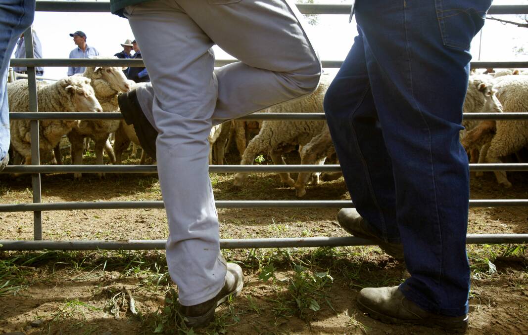 Numbers steady but lamb quality decreased at the saleyards.