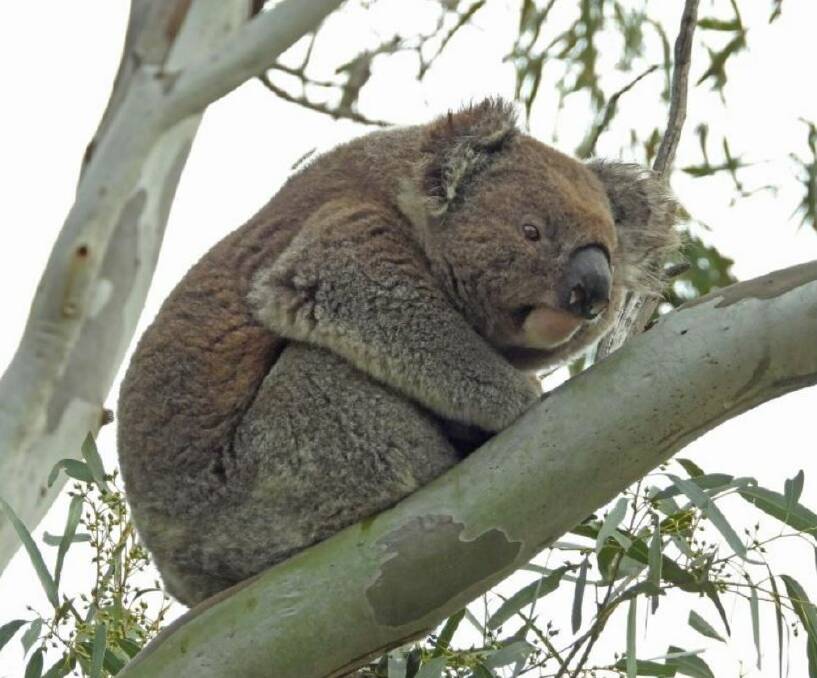 COLONY: A koala, decended from a relocated colony in 1972, that was spotted this month at Narrandera's wetlands. Picture: Murrumbidgee Field Naturalists