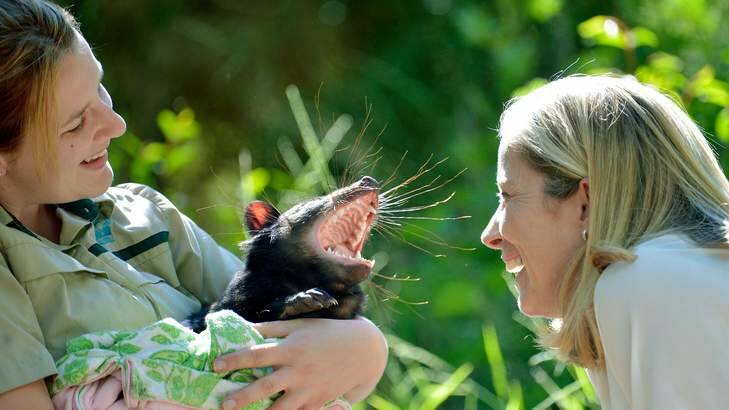 Devil in the detail: Zoos Victoria CEO Jenny Gray watches as keeper Monika Zabinskas holds Milana, a one-year-old - and healthy - Tasmanian devil. Photo: Joe Armao