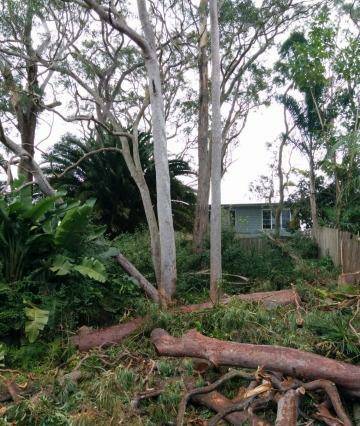 Trees felled in Gladesville under the 10/50 law. The state government has now tightened the vegetation-clearing rules.