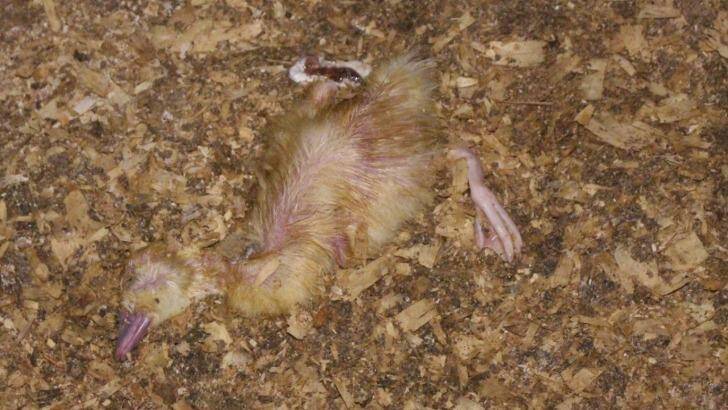 A dead duck in one of the sheds at Tinder Creek farm. Photo: Animal Liberation