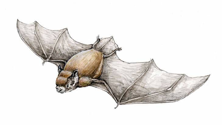 Christmas Island pipistrelle bat. (Illustration by Joe Benke.)