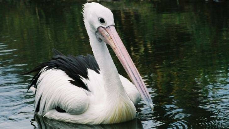 Lanky the pelican has died. He was the longest living resident at Wellington Zoo, after arriving at the zoo in 1978. Photo: Wellington Zoo