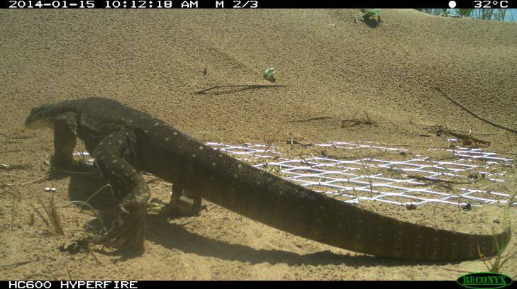 A camera captures a goanna walking near one of the nest protection devices. Photo: Supplied