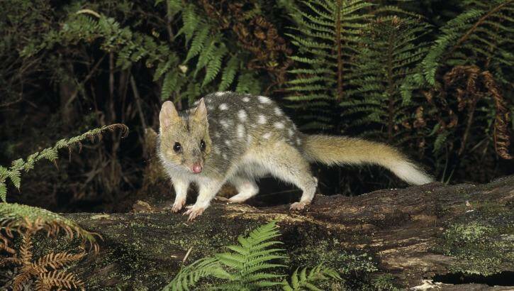 Great pets: An eastern quoll, spotted in Tasmania. Photo: Supplied