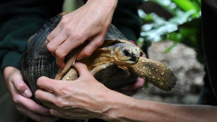 Helping hands: Dr Sam Young applies a bandage on Barry's shell to stop him rubbing his skin.  Photo: Graham Tidy
