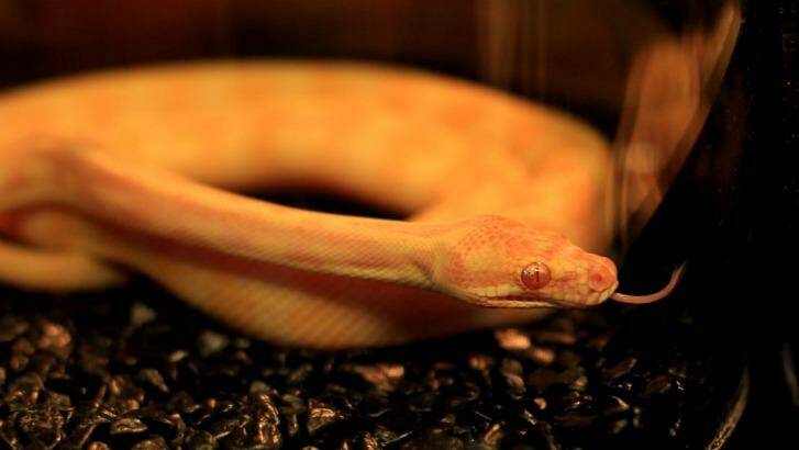 An Albino Darwin Carpet Python, similar to that seized, on display at a Darwin reptile show. Photo: Simone De Peak