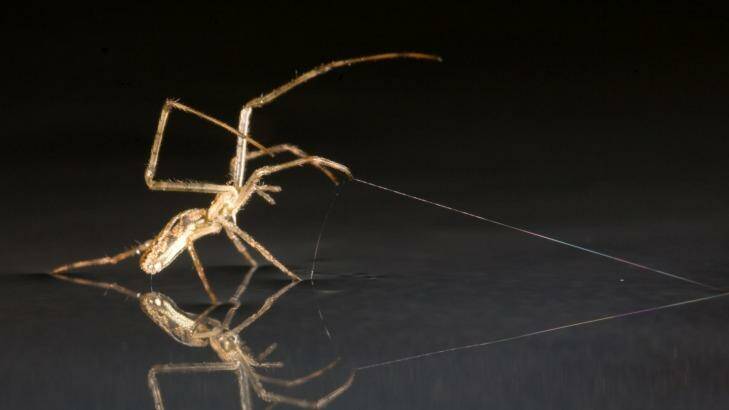 A spider uses its silk as an anchor on water. Photo: Alex Hyde
