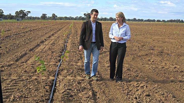 A million trees, how many chocolates? Agriculture Minister Katrina Hodgkinson and Agri Australis' Alessandro Boccardo make do with inspecting the seedlings at this stage.